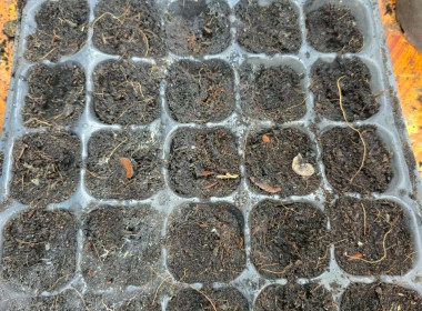 “ปลูกพืชผักสวนครัว” ภายใต้โครงการส่งเสริมองค์กรคุณธรรม ... พารามิเตอร์รูปภาพ 2